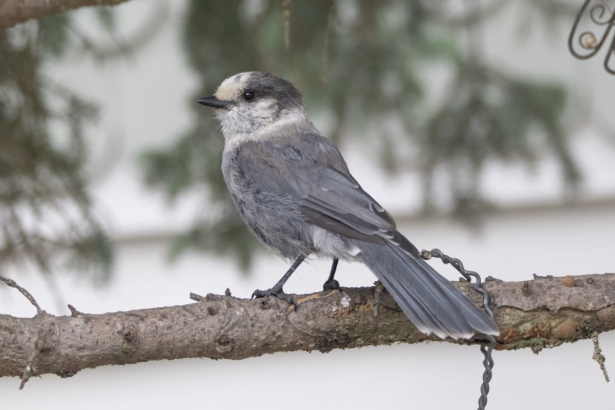 Canada Jay - ML639008028