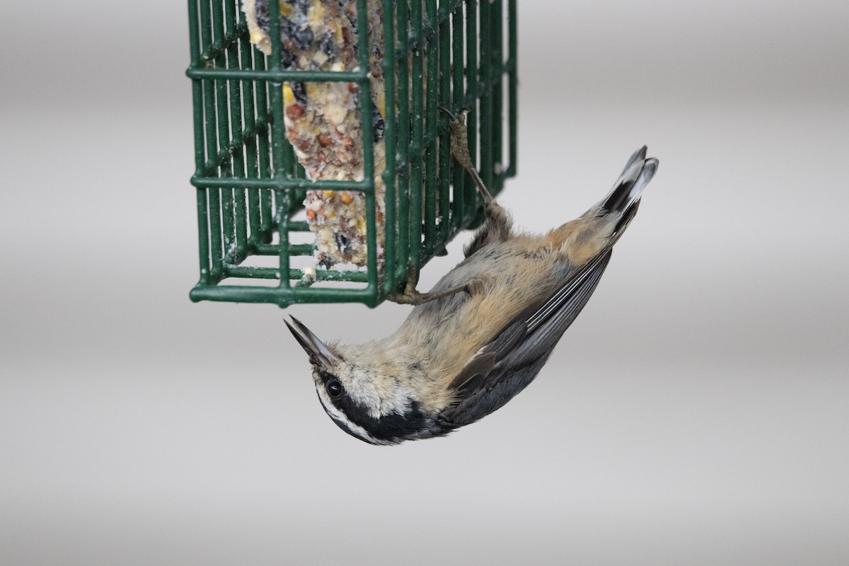 Red-breasted Nuthatch - ML639008043