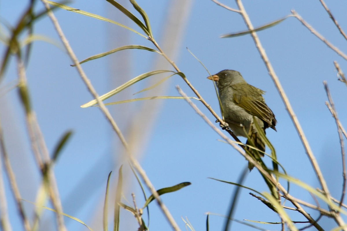 Great Pampa-Finch - ML639008047
