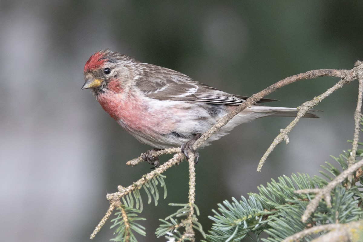 Redpoll - ML639008050