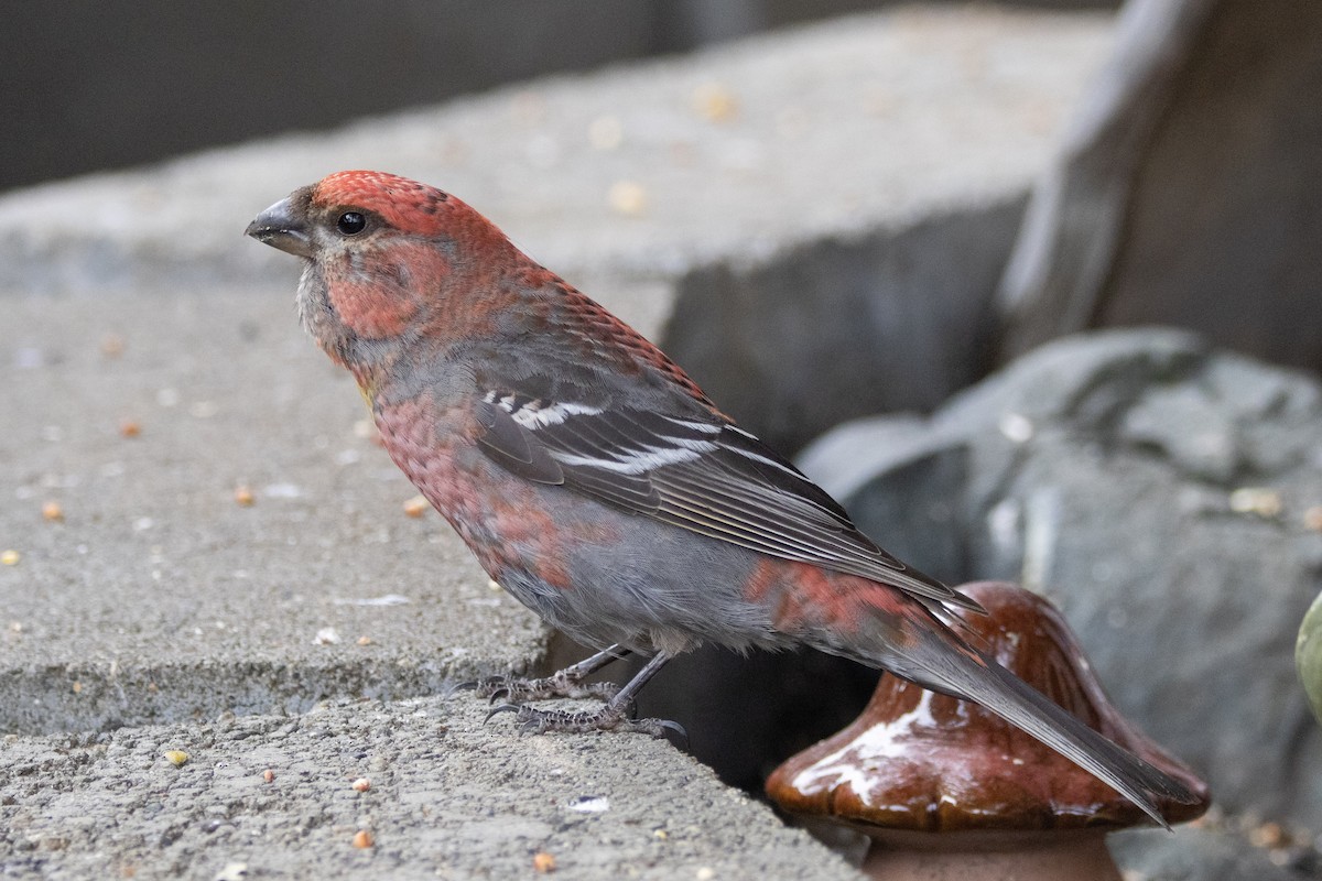 Pine Grosbeak - ML639008053