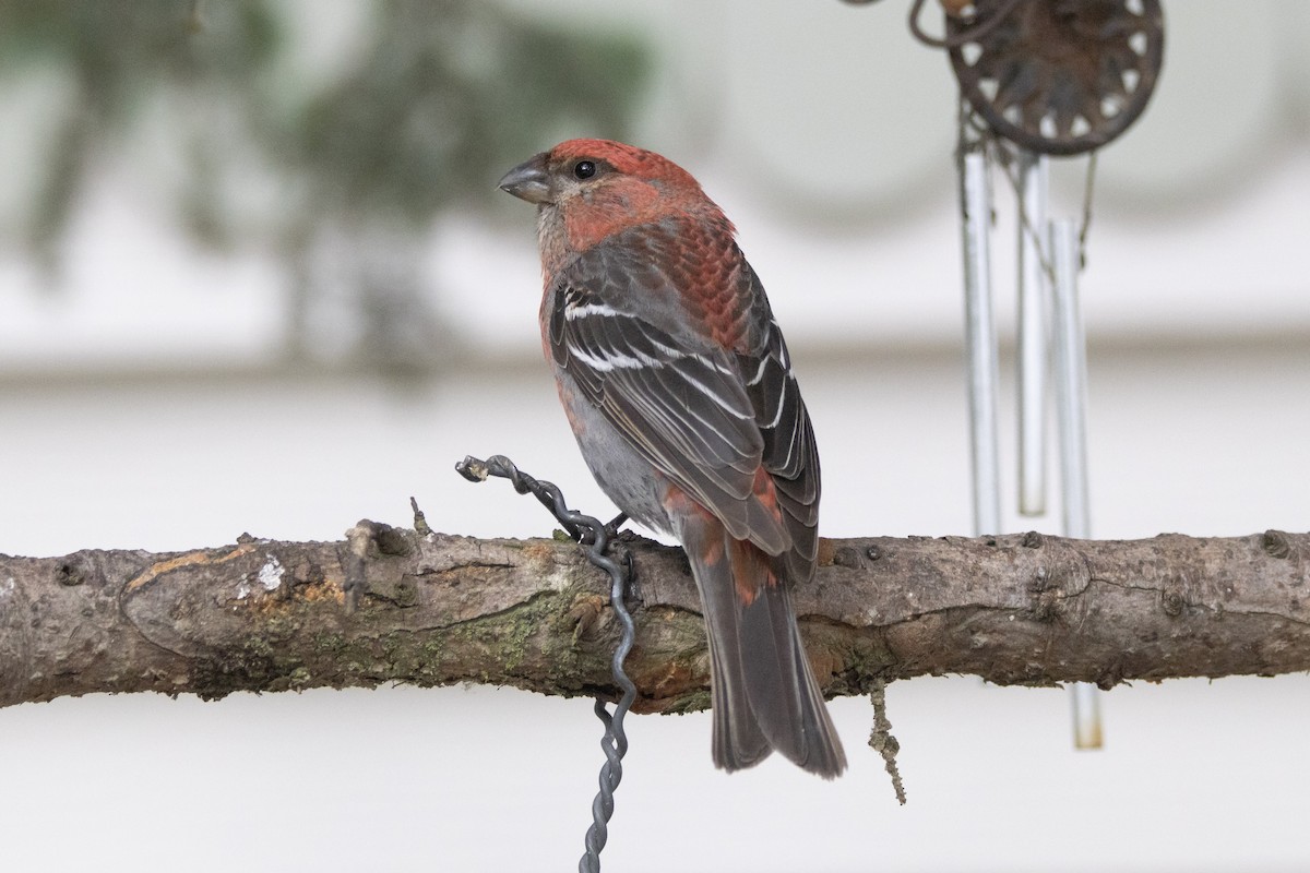 Pine Grosbeak - ML639008068