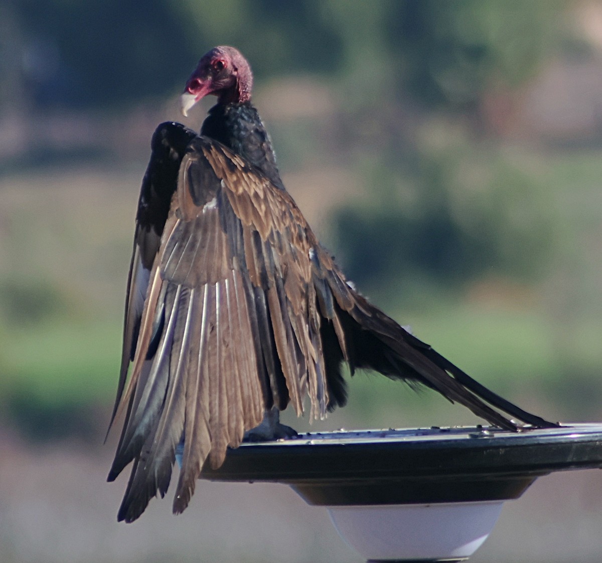 Turkey Vulture - ML639008098