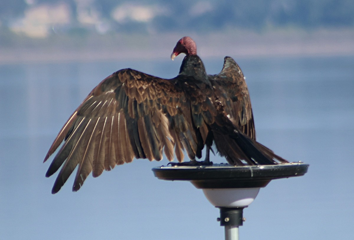 Turkey Vulture - ML639008099