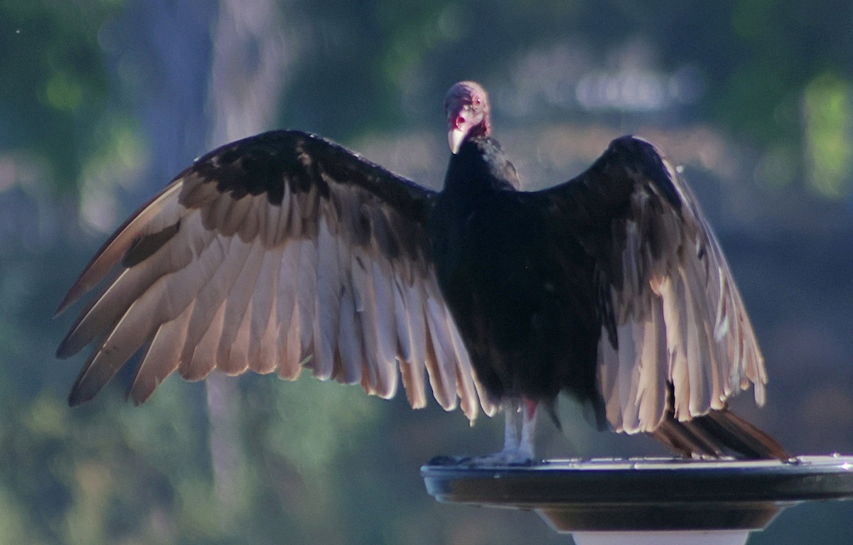 Turkey Vulture - ML639008100