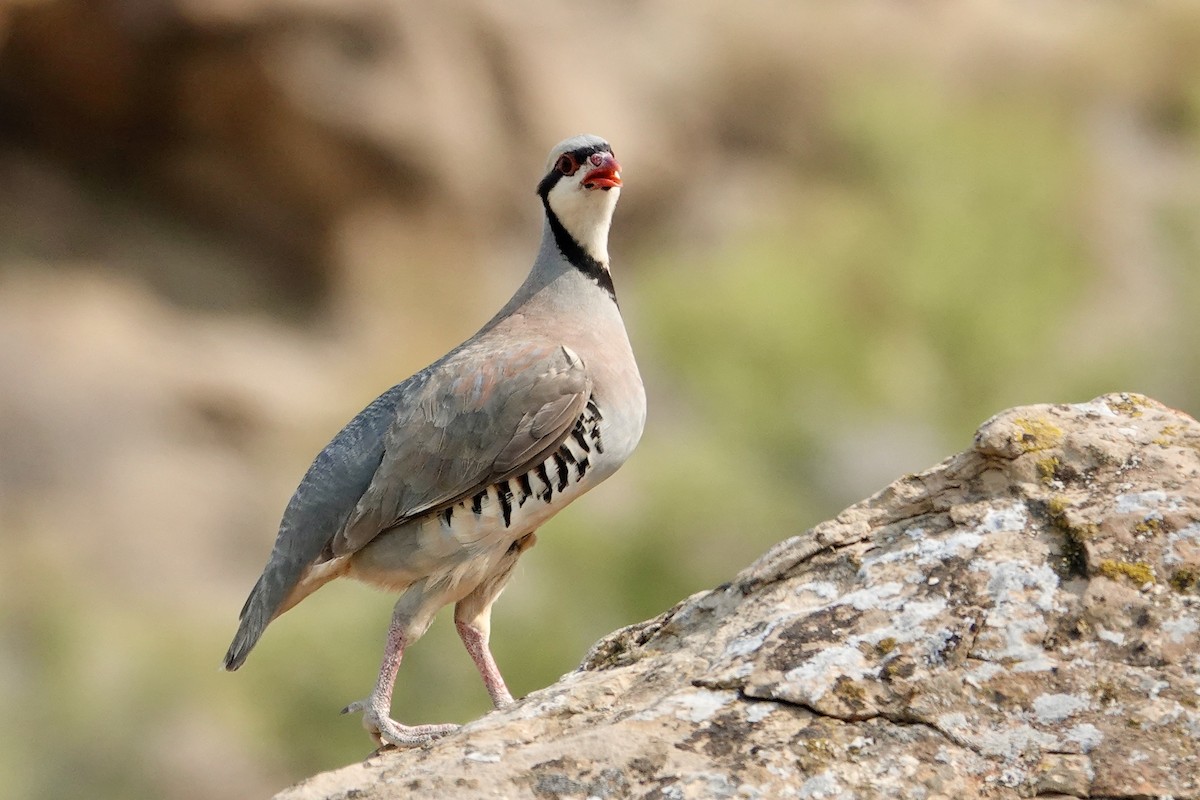 Chukar - ML639008183