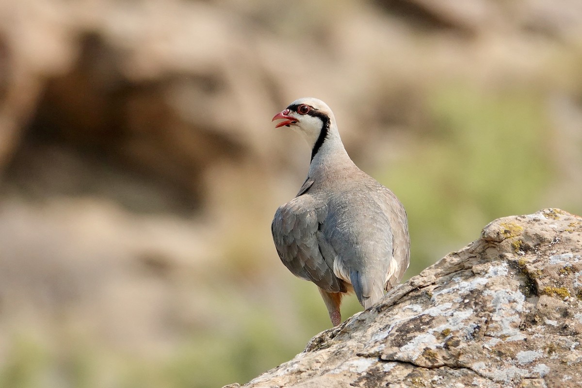 Chukar - ML639008184