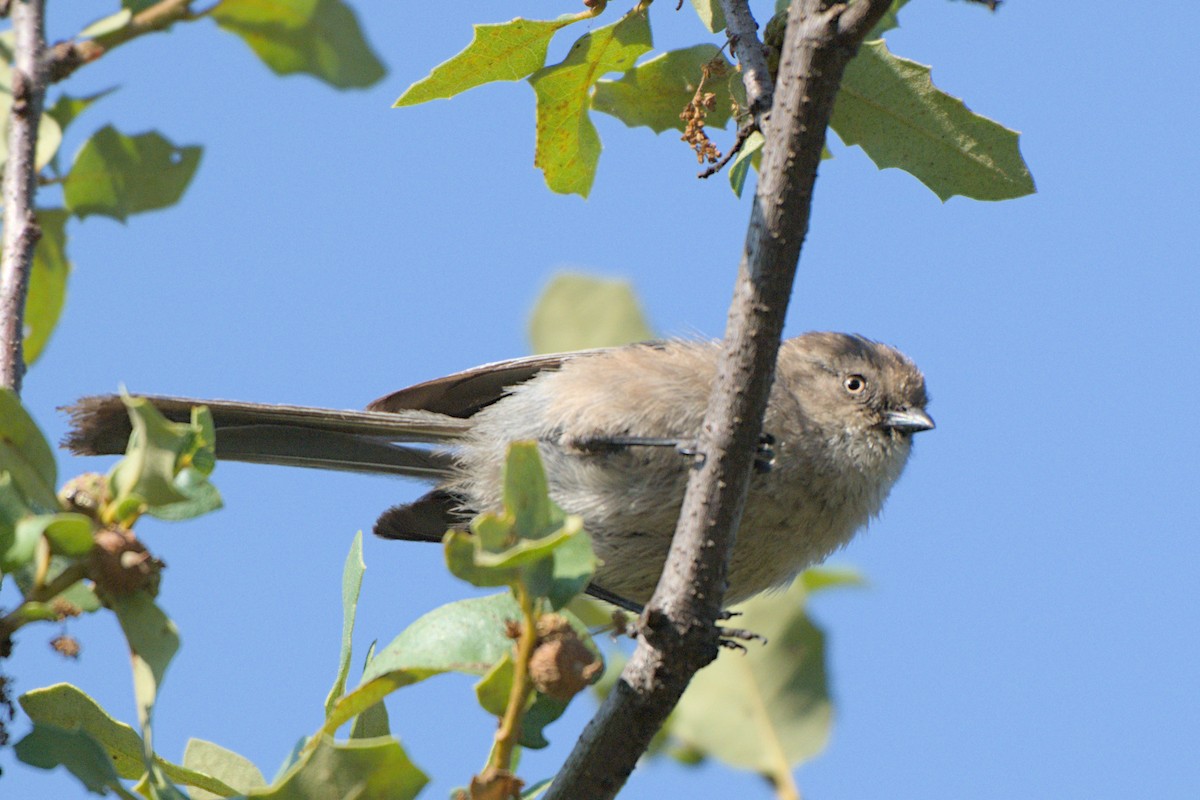Bushtit - ML639008191