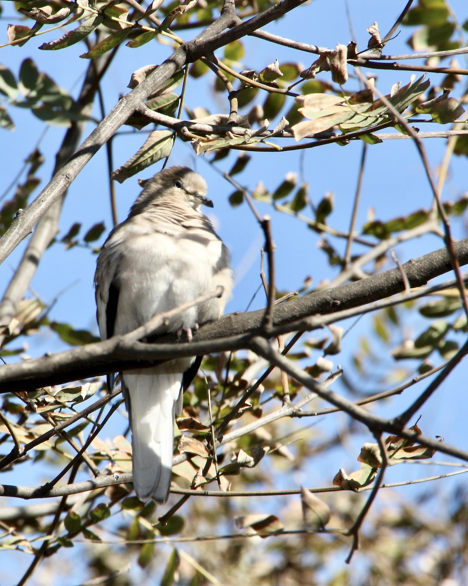 Picui Ground Dove - ML639008222