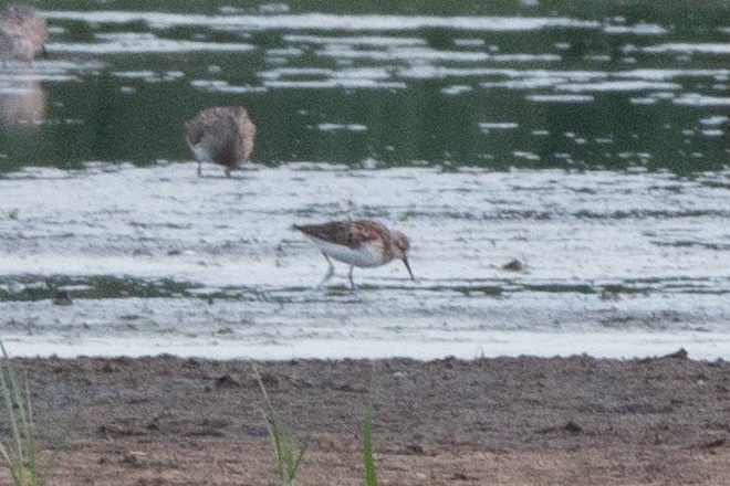 Bergstrandläufer - ML639008235