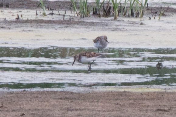 Bergstrandläufer - ML639008237