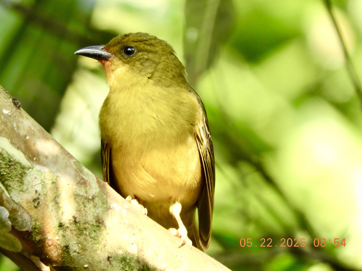 Olive-green Tanager - ML639008285