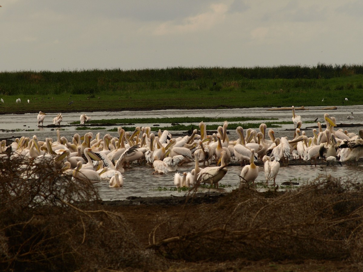 Great White Pelican - ML639008335