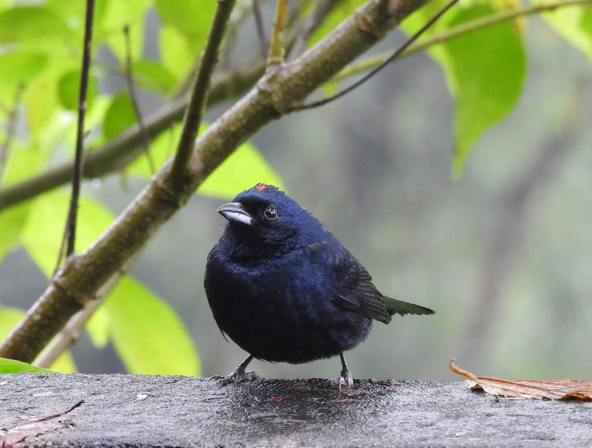Ruby-crowned Tanager - ML639008360