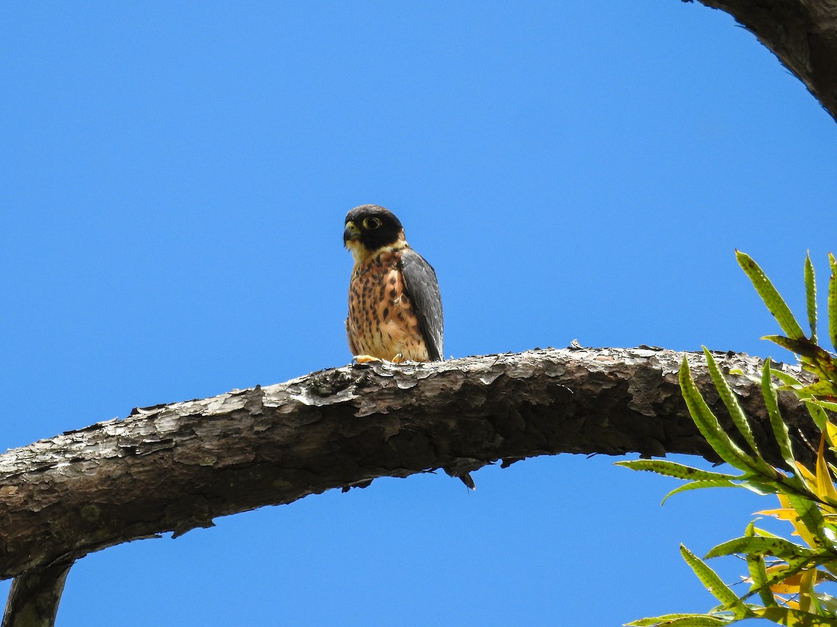 Oriental Hobby - ML639008398