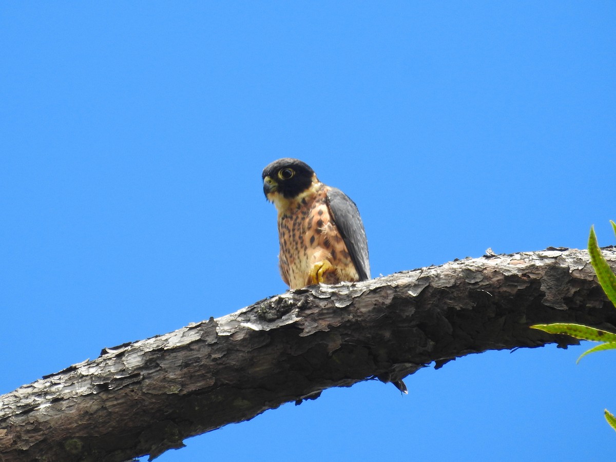 Oriental Hobby - ML639008399