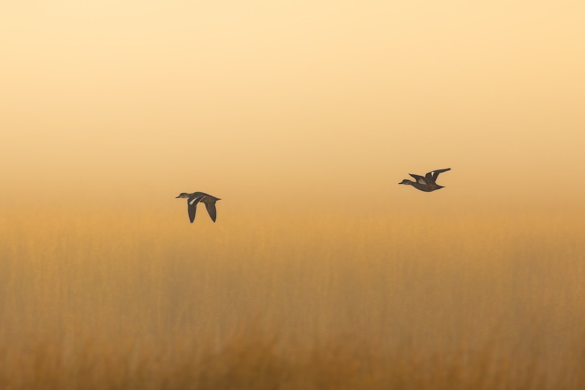 Chestnut Teal - ML639008405