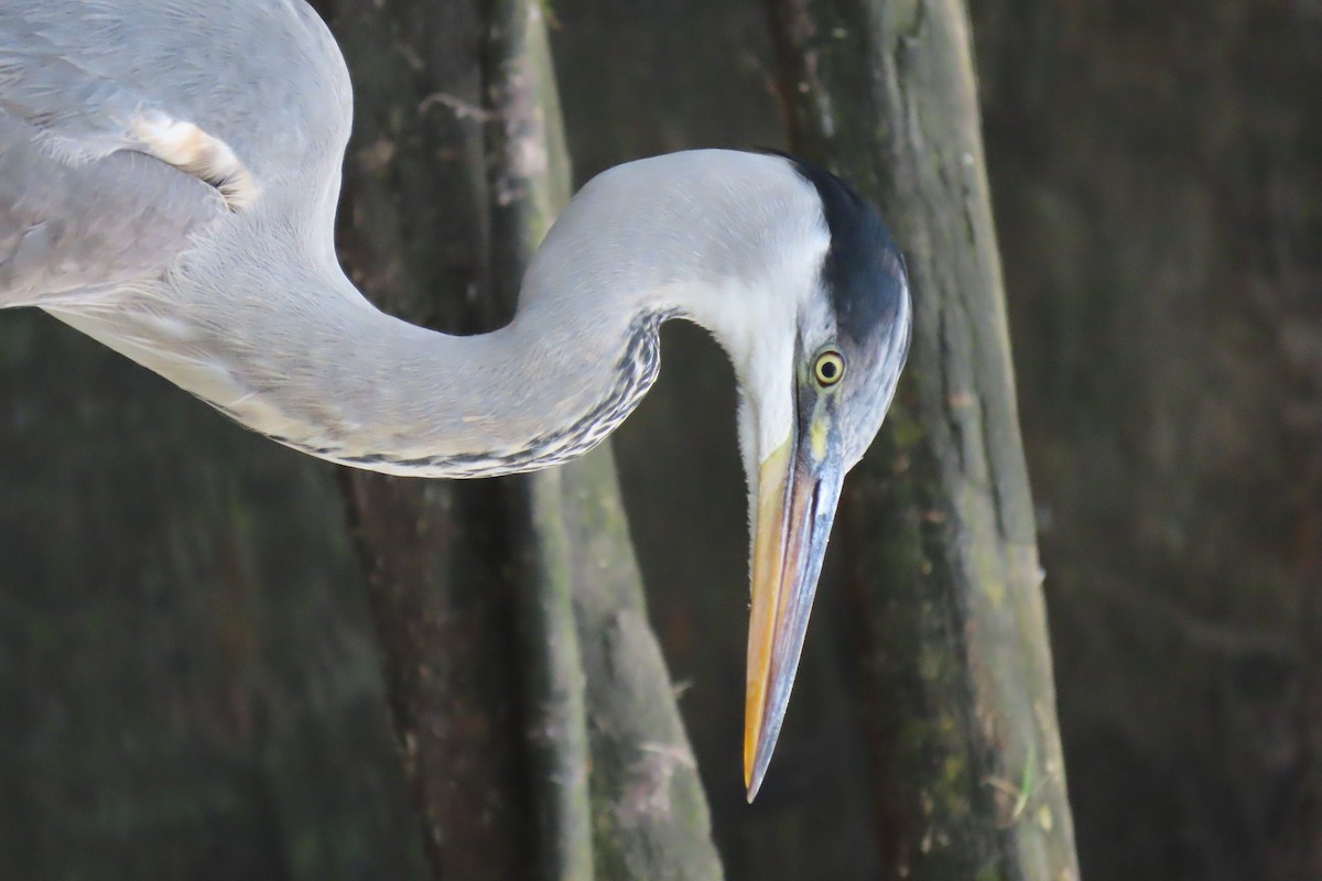 Cocoi Heron - ML639008424
