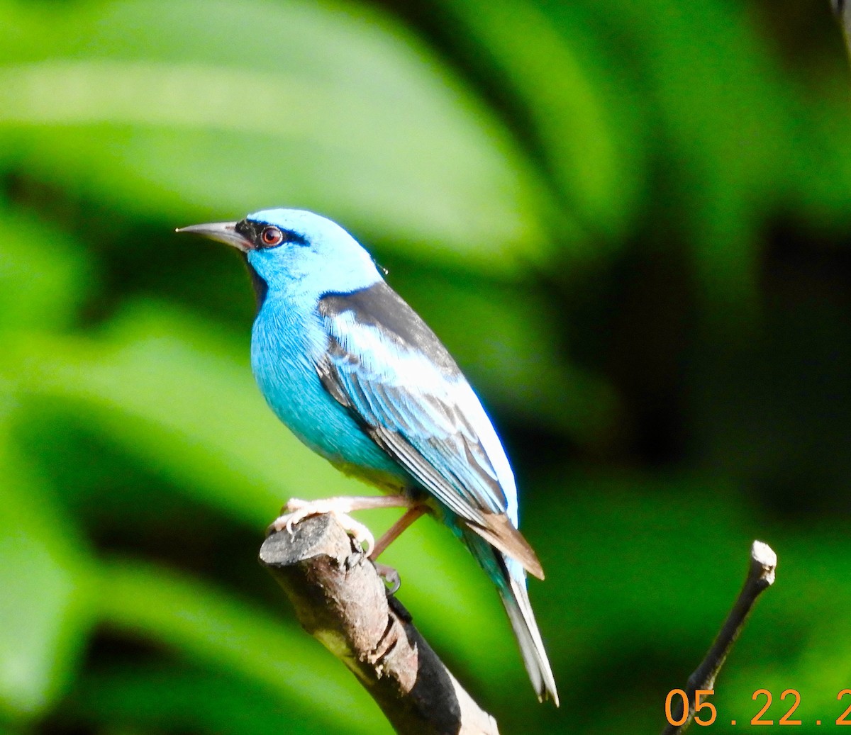 Blue Dacnis - ML639008429