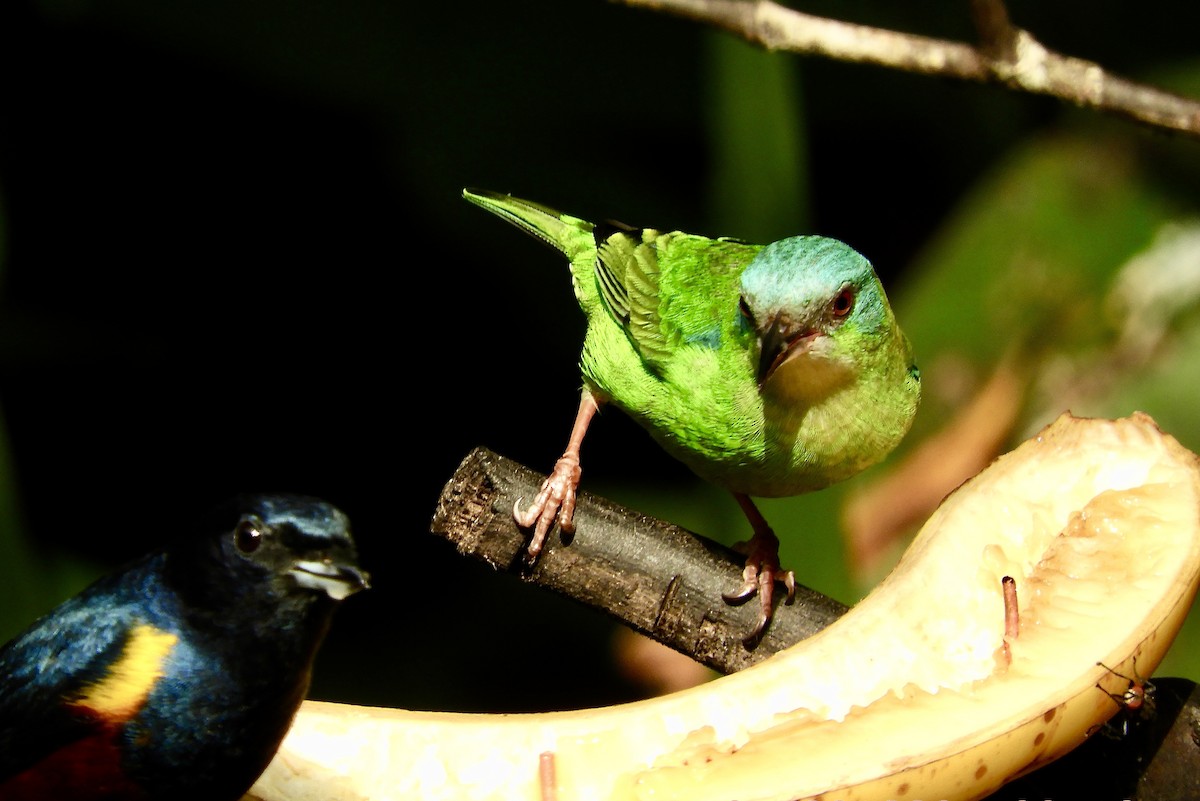 Blue Dacnis - ML639008430