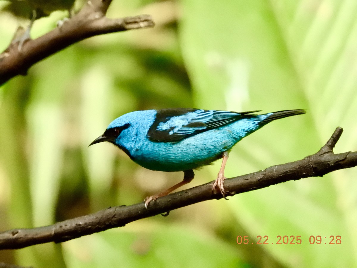 Blue Dacnis - ML639008432