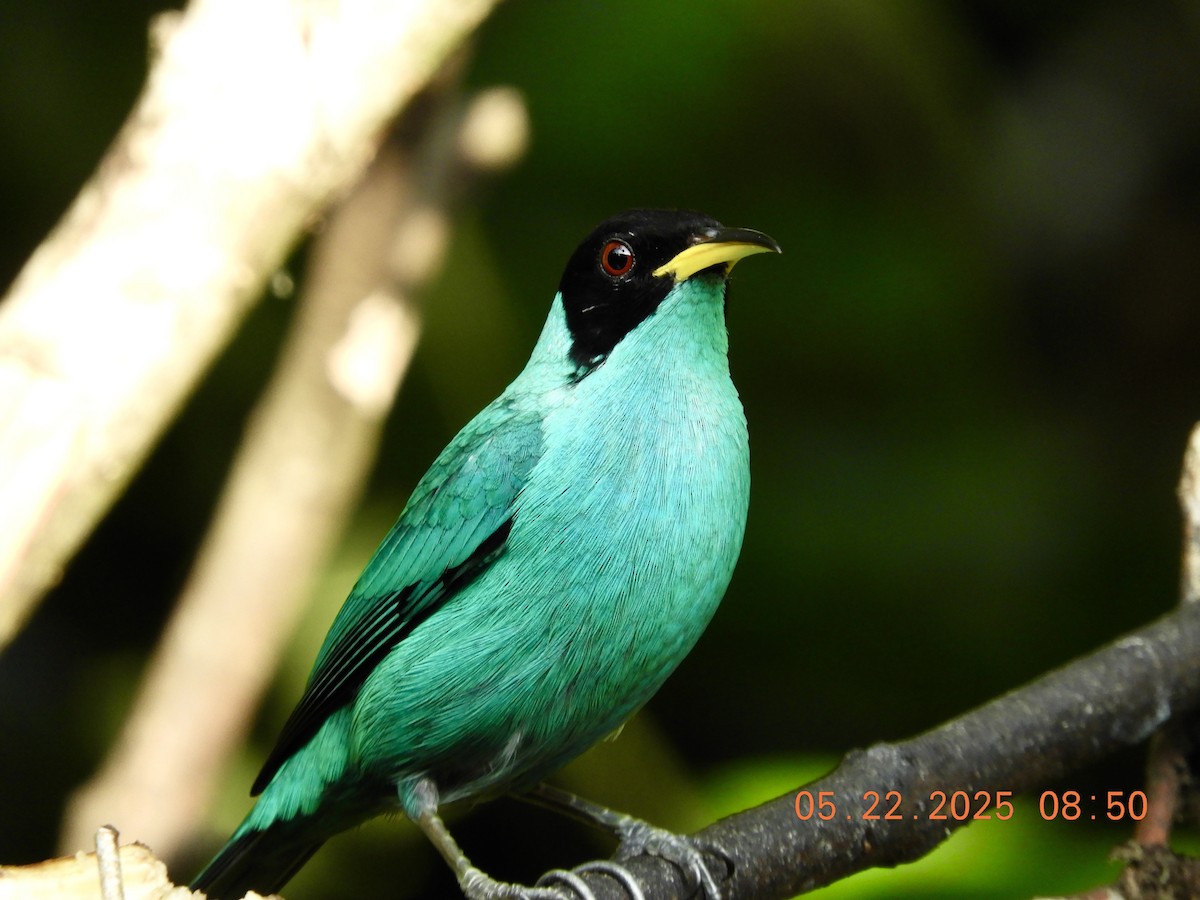 Green Honeycreeper - ML639008445