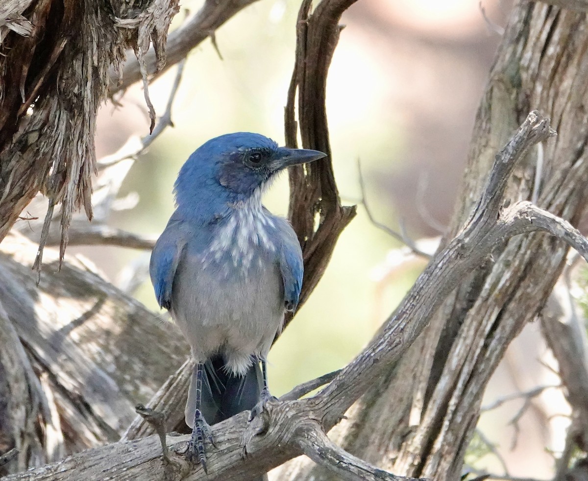 Woodhouse's Scrub-Jay - ML639008458