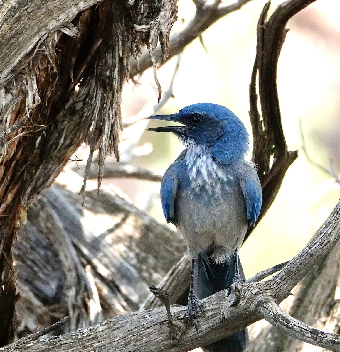 Woodhouse's Scrub-Jay - ML639008459