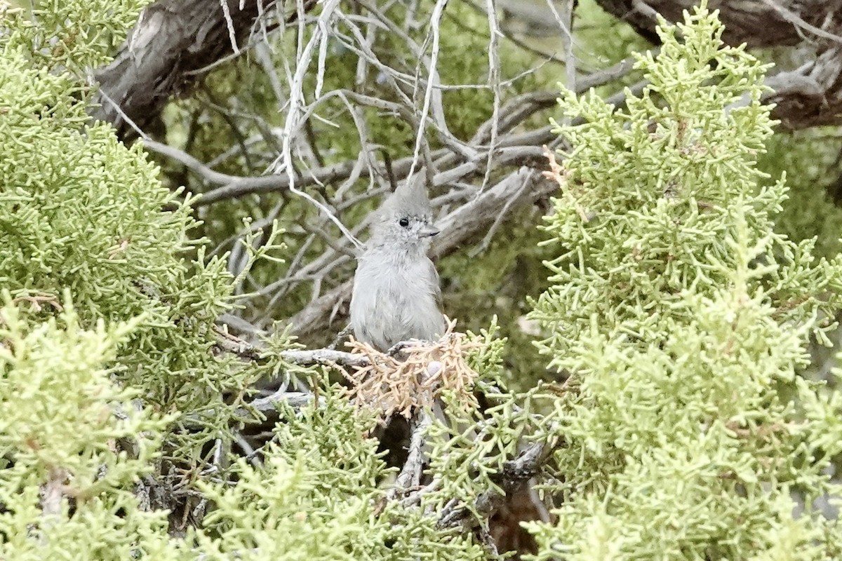 Juniper Titmouse - ML639008460
