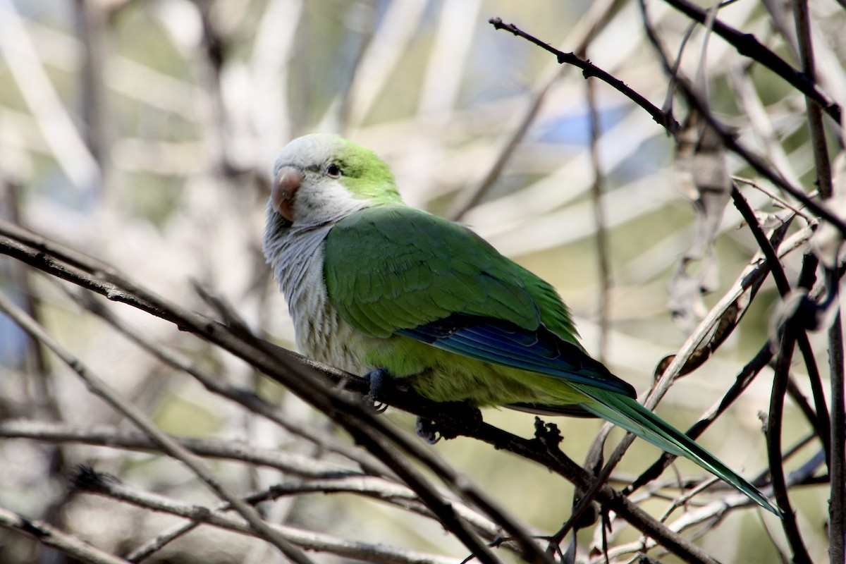 Monk Parakeet - ML639008523