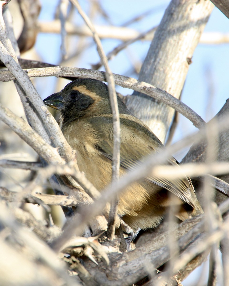 Golden-billed Saltator - ML639008543