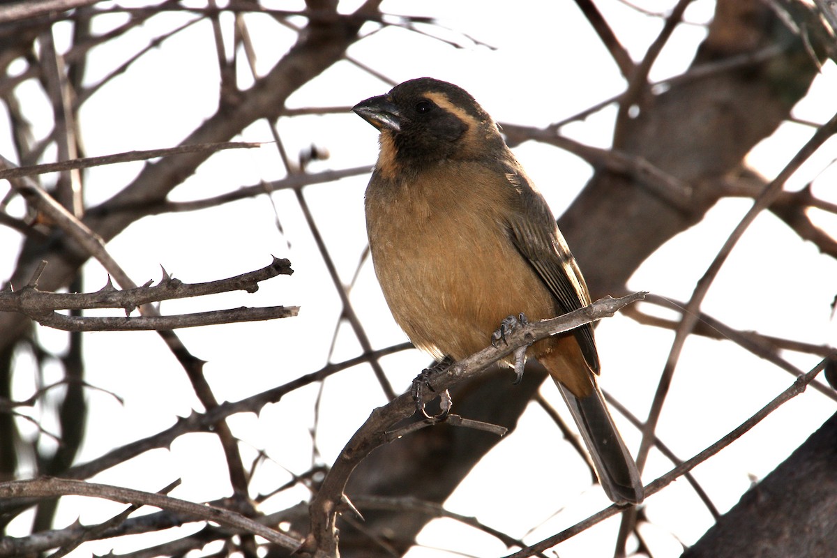 Golden-billed Saltator - ML639008544