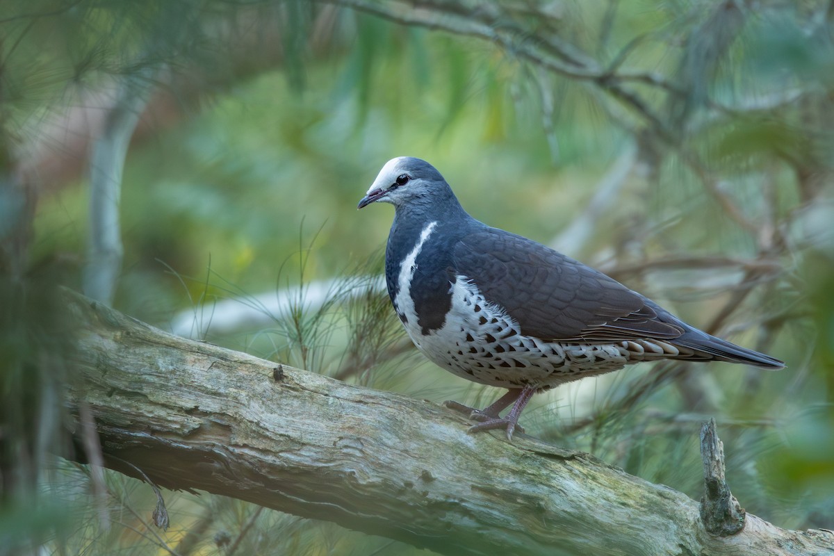 Wonga Pigeon - ML639008607