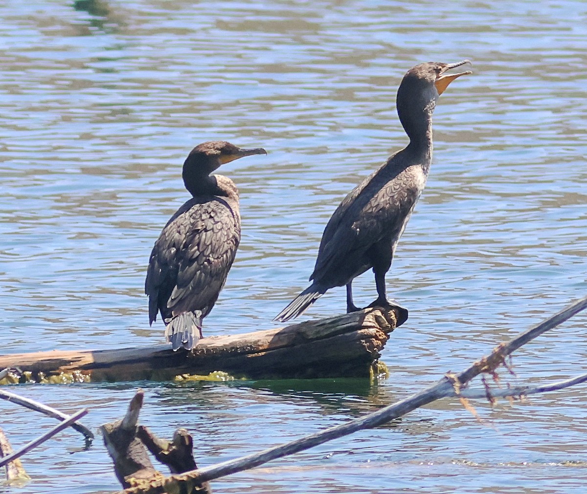 Neotropic Cormorant - ML639008658