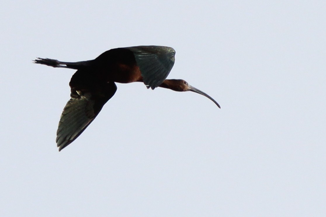 White-faced Ibis - ML639008802
