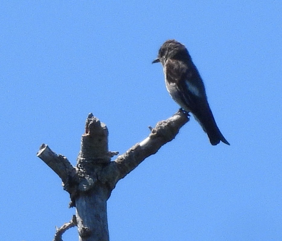 Olivflanken-Schnäppertyrann - ML639008818