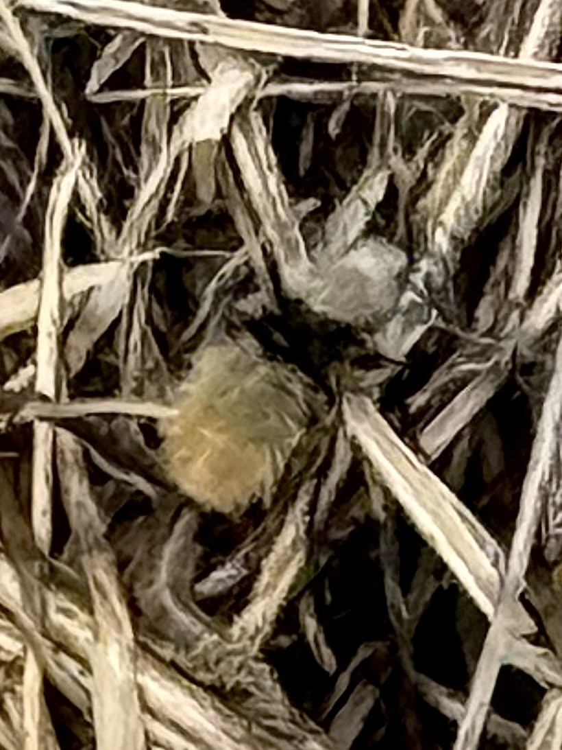 Velvet Ants - ML639008836