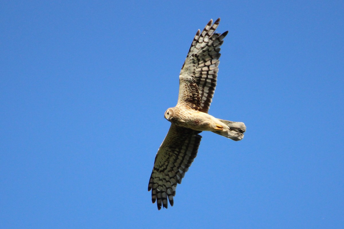 Northern Harrier - ML639008848