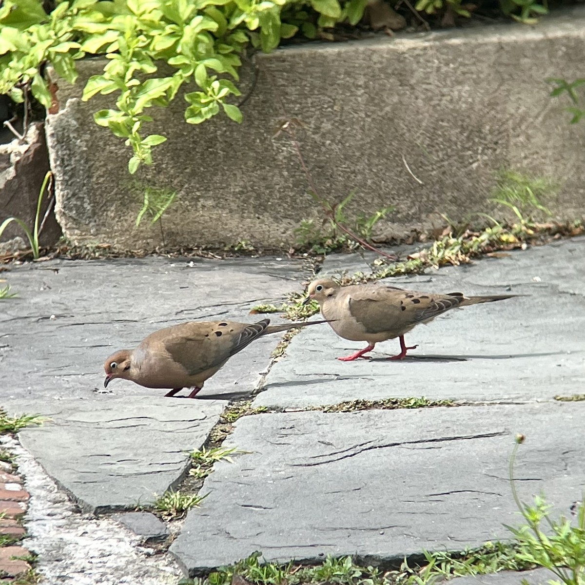 Mourning Dove - ML639008851