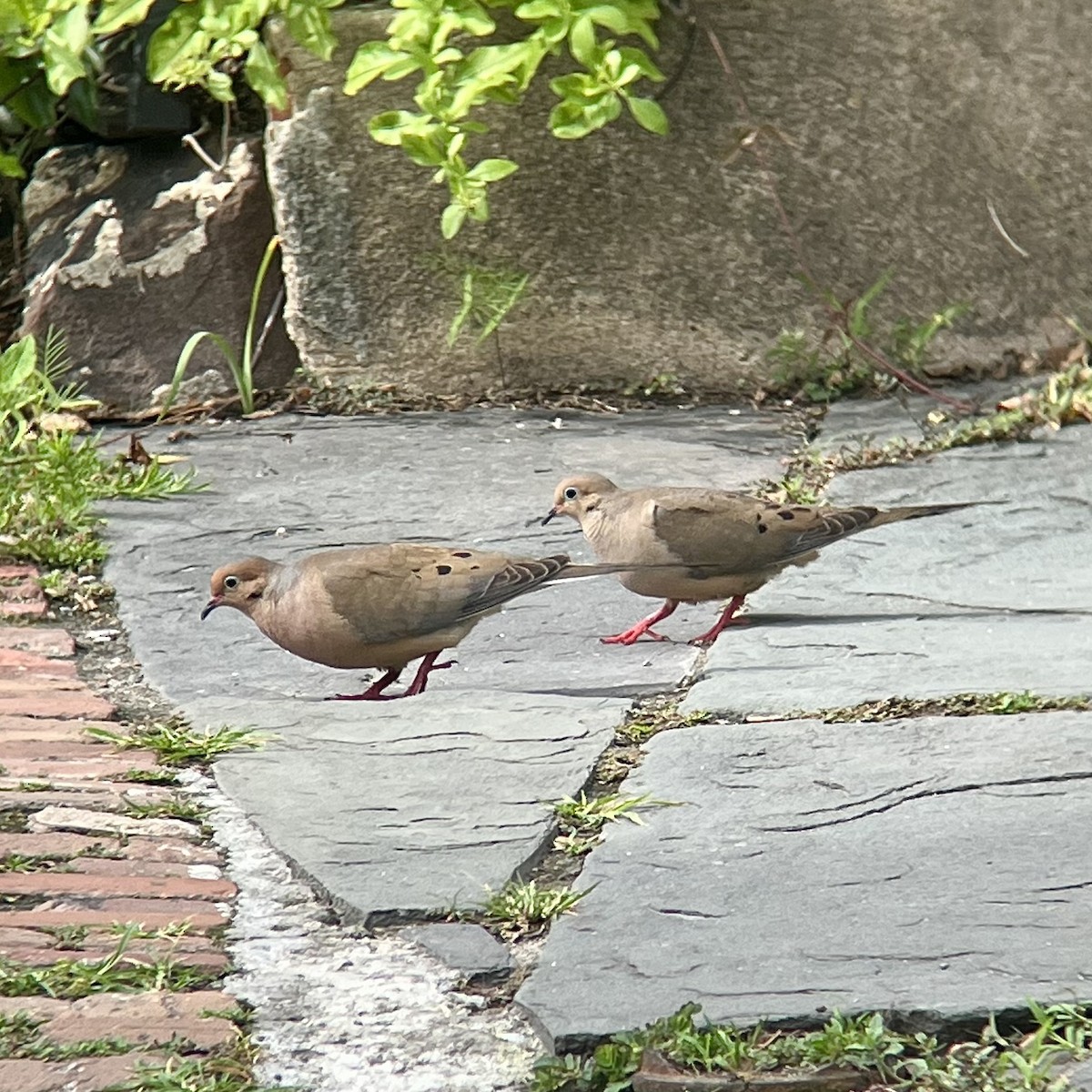 Mourning Dove - ML639008852