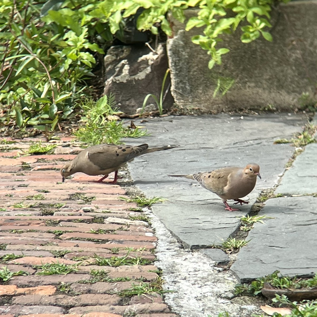 Mourning Dove - ML639008853
