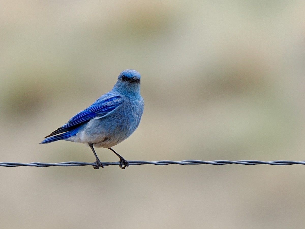Mountain Bluebird - ML639008912