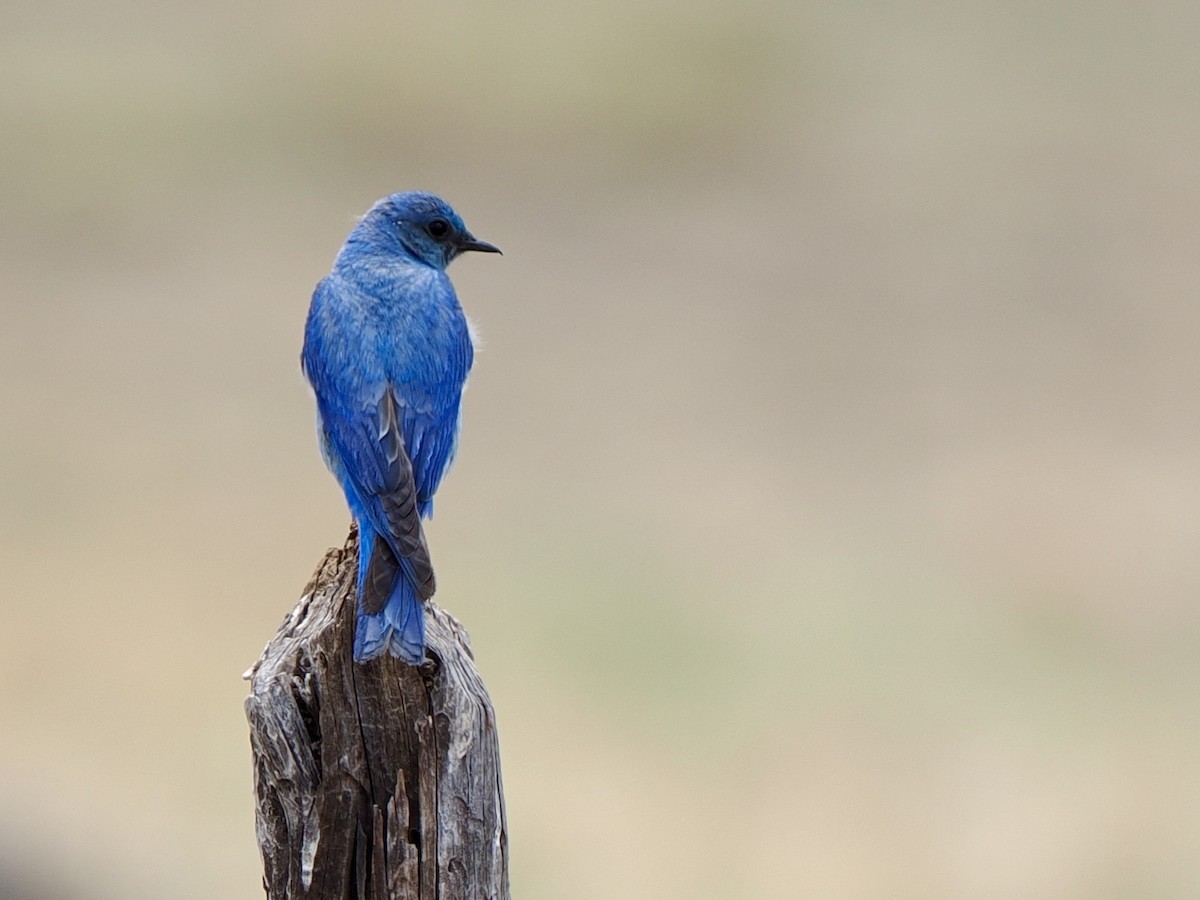 Mountain Bluebird - ML639008913