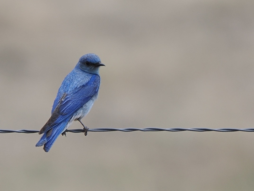 Mountain Bluebird - ML639008914