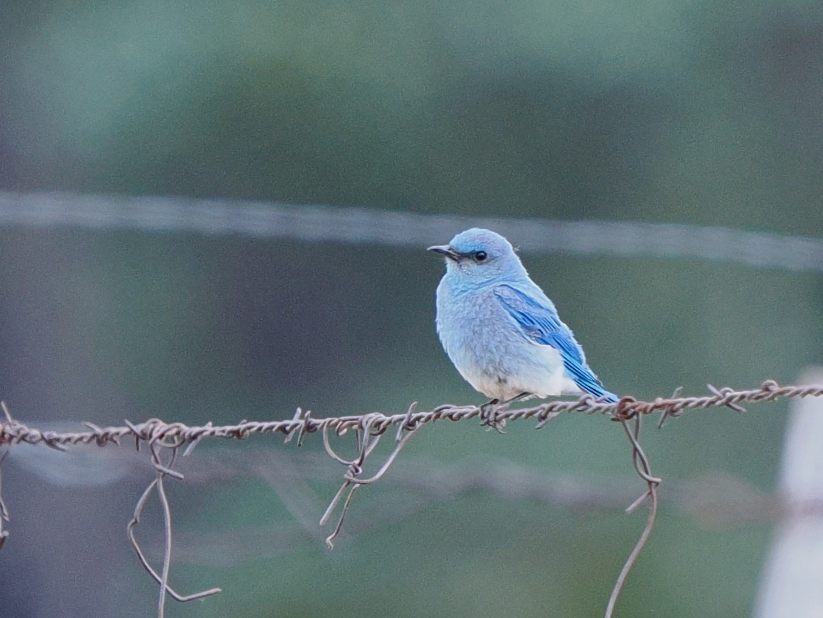 Mountain Bluebird - ML639008966