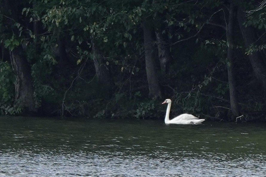 Mute Swan - ML639008987