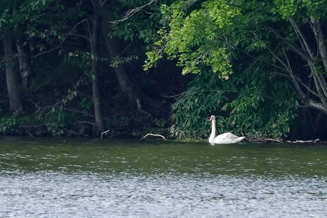 Mute Swan - ML639008988