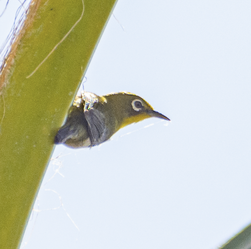 Warbling White-eye - ML639008991