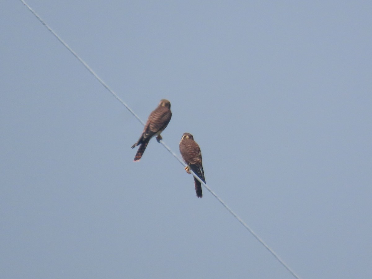 American Kestrel - ML639008997