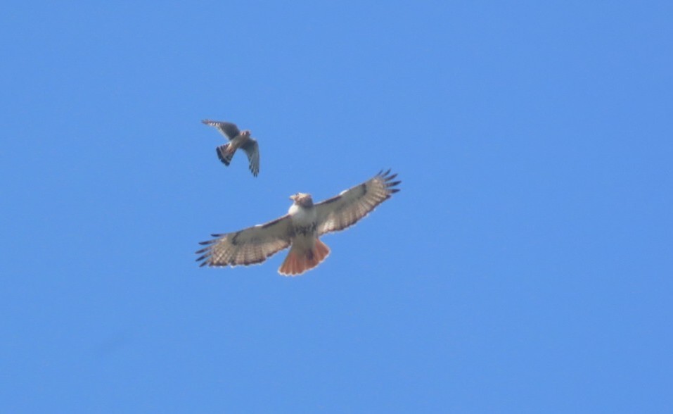 Red-tailed Hawk - ML639009001